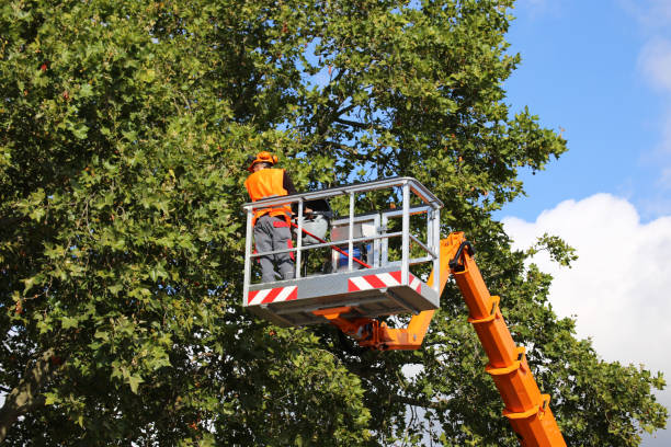 Best Commercial Tree Services  in Lansing, IL